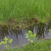 豊かな暮らし🌱熊野うたま