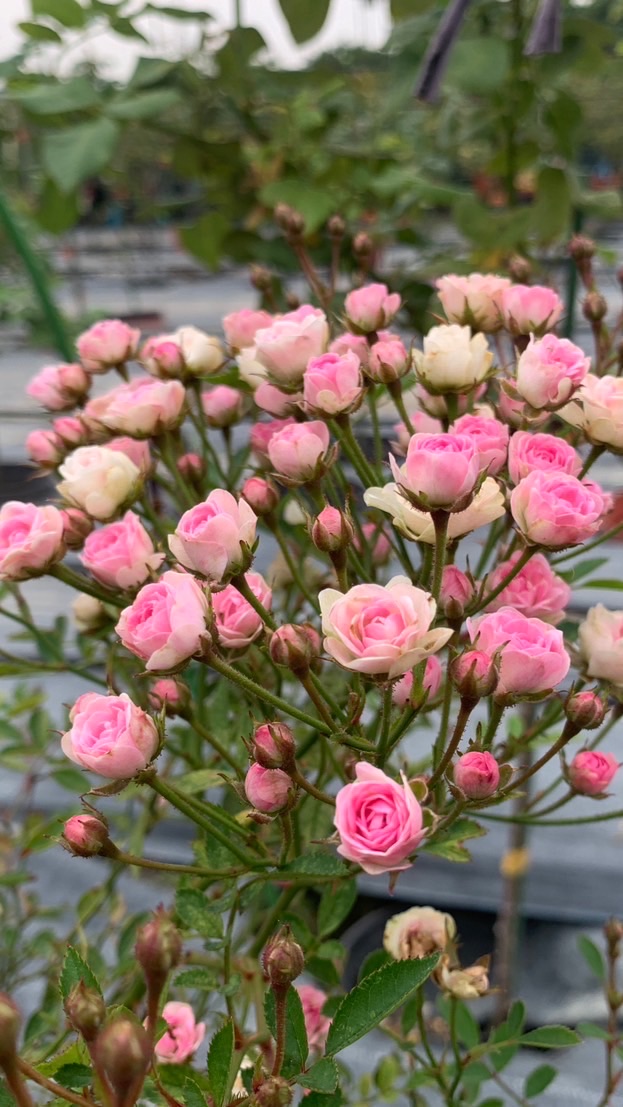柔美樹玫瑰🌹