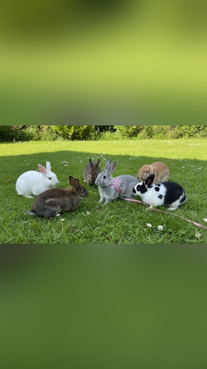 桃園兔寶交流宇宙