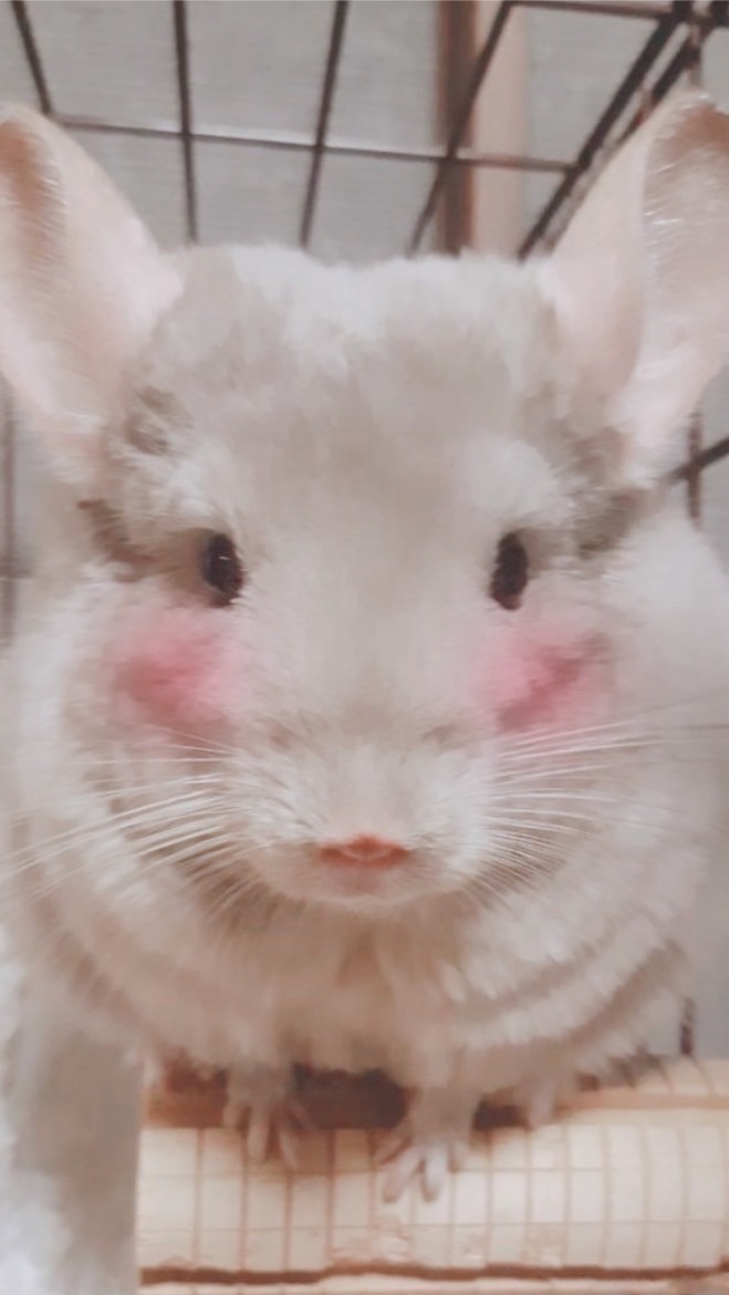 チンチラ🐭育成相談&愛でるROOM💗