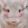チンチラ🐭育成相談&愛でるROOM💗