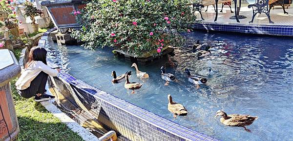 【桃園景點】花開了休閒農場-免門票免停車費，有如小小兒童樂園般的親子景點