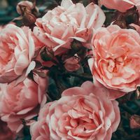 𝐛𝐨𝐧𝐩𝐚𝐝𝐨𝐮𝐫 𝐁𝐎𝐍𝐍𝐄 𝐦𝐞𝐦𝐛𝐞𝐫🌹🎀