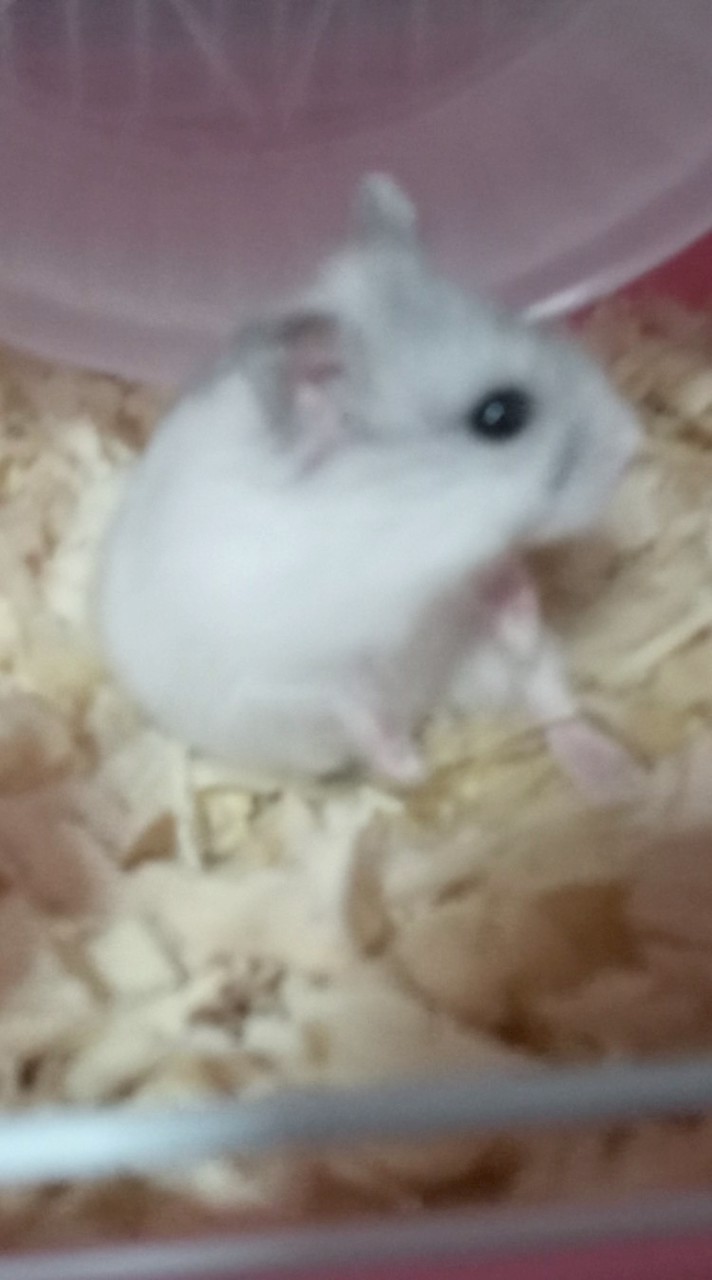 หาเพื่อนอายุไม่เกิน 12 ขวบ