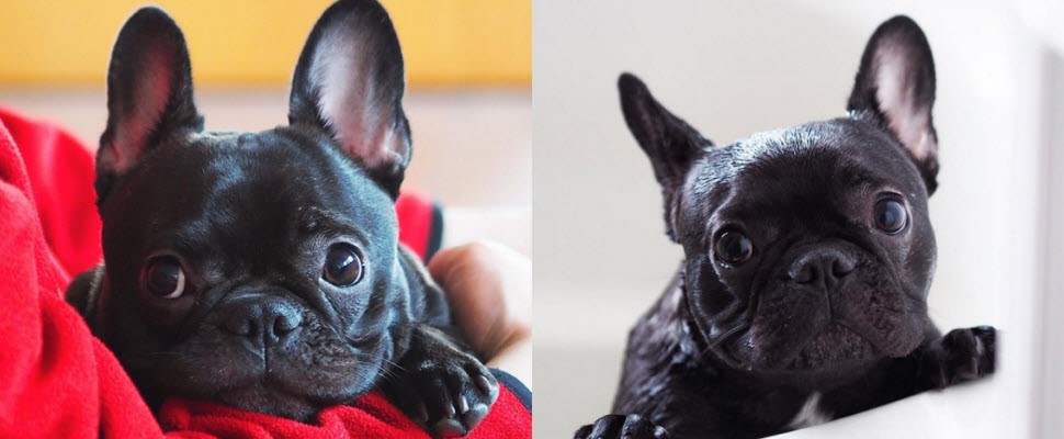 法鬥天然呆的萌樣惹人愛，可以跟我一起回家睡覺嗎？