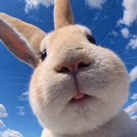 Pv Class  Batch 1 🐰
