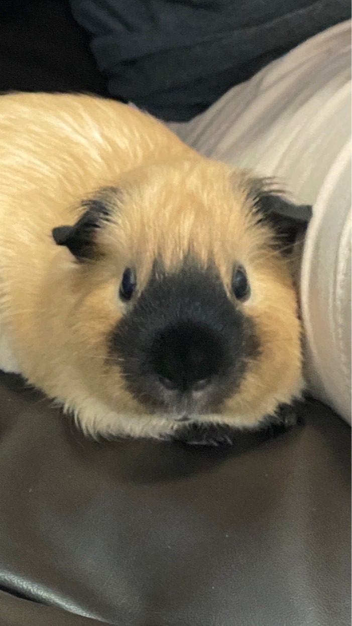 BONBONLALA