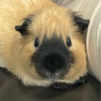 BONBONLALA
