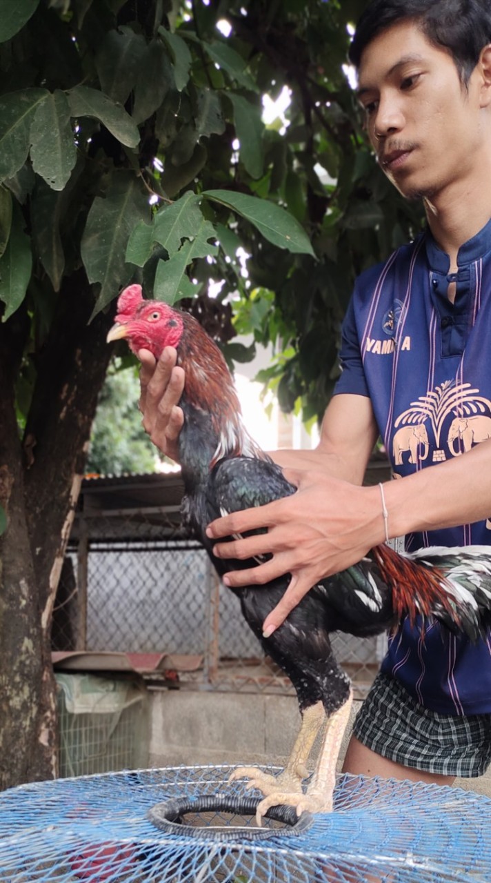 ซุ้มบ้านป้า
