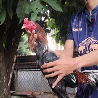 ซุ้มบ้านป้า