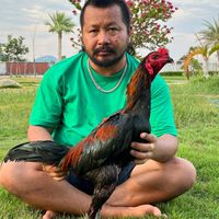 ส.พญาไก่ทองฟาร์ม สายสามเอี่ยวพัฒนา