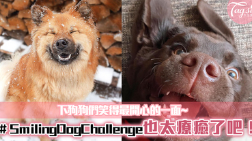 ＃SmilingDogChallenge，拍下狗狗們笑得最開心的一面~也太療癒了吧！