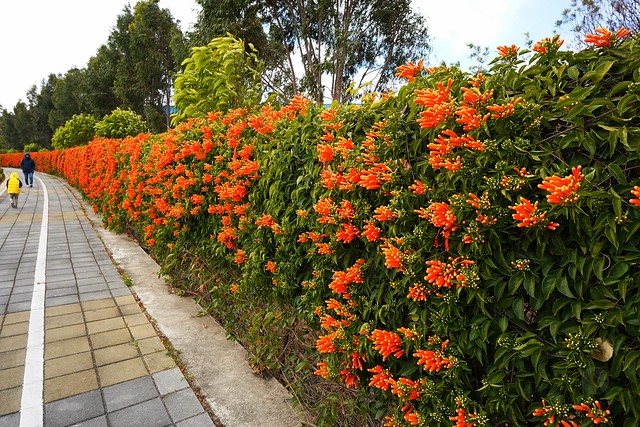 后科路炮仗花