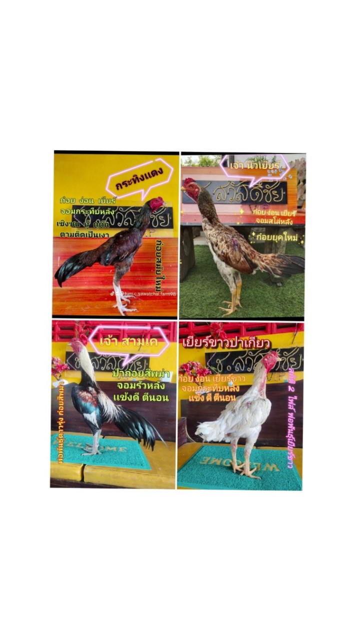 ก๋อย ง่อน เยียร์ สีพม่า