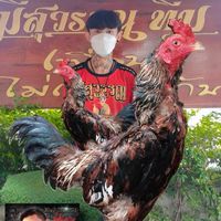 ซุ้ม.เกียรติ​เพชร​ฟาร์ม​ จ.อุบลราชธานี​