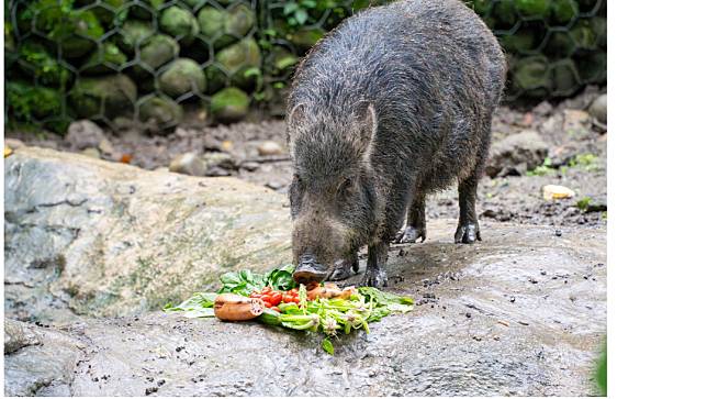 小年夜動物廚房特別為動物們準備象徵年菜的菜單。動物園提供