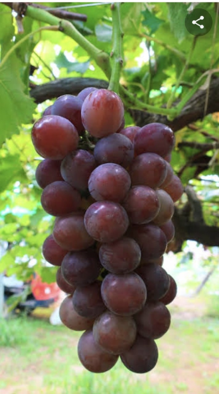ぶどう会議🍇　みんなで政治！　アダプタブリズム　柔軟主義　初めての方もぜひ！🔰