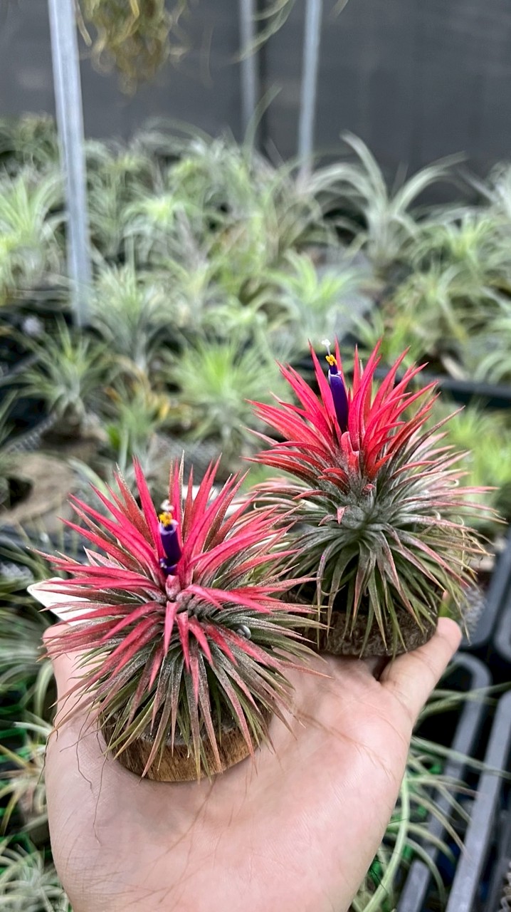 YSI益植在一起（空氣鳳梨）（植栽）