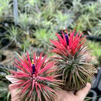YSI益植在一起（空氣鳳梨）（植栽）