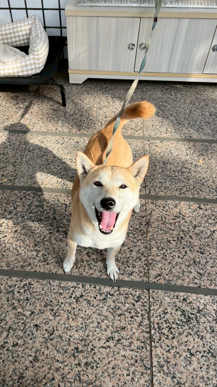 帶圓圓回家
