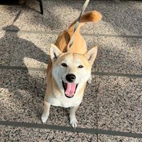 帶圓圓回家