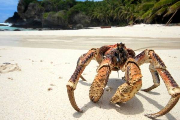 Kenali 10 Fakta Unik Ketam Kenari Arthropoda Darat Terbesar Di Dunia