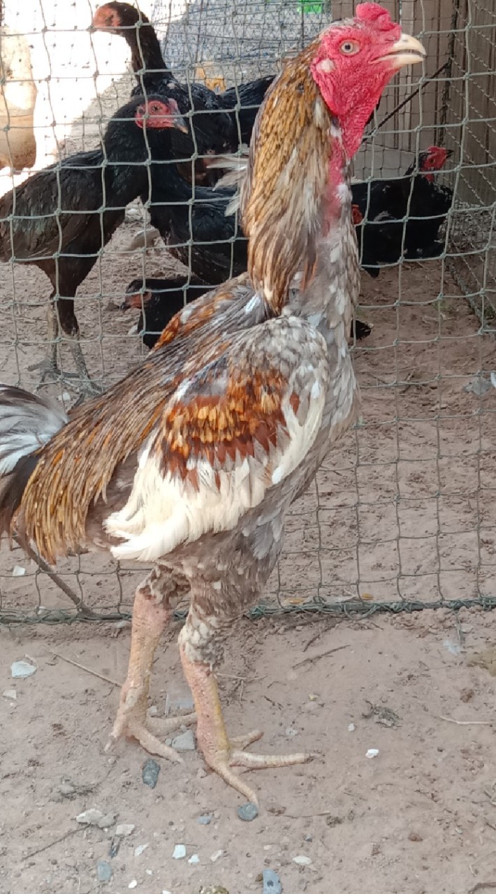 ช่างเอก คนเลี้ยงไก่
