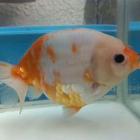 金魚和設備分享交流