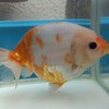 金魚和設備分享交流