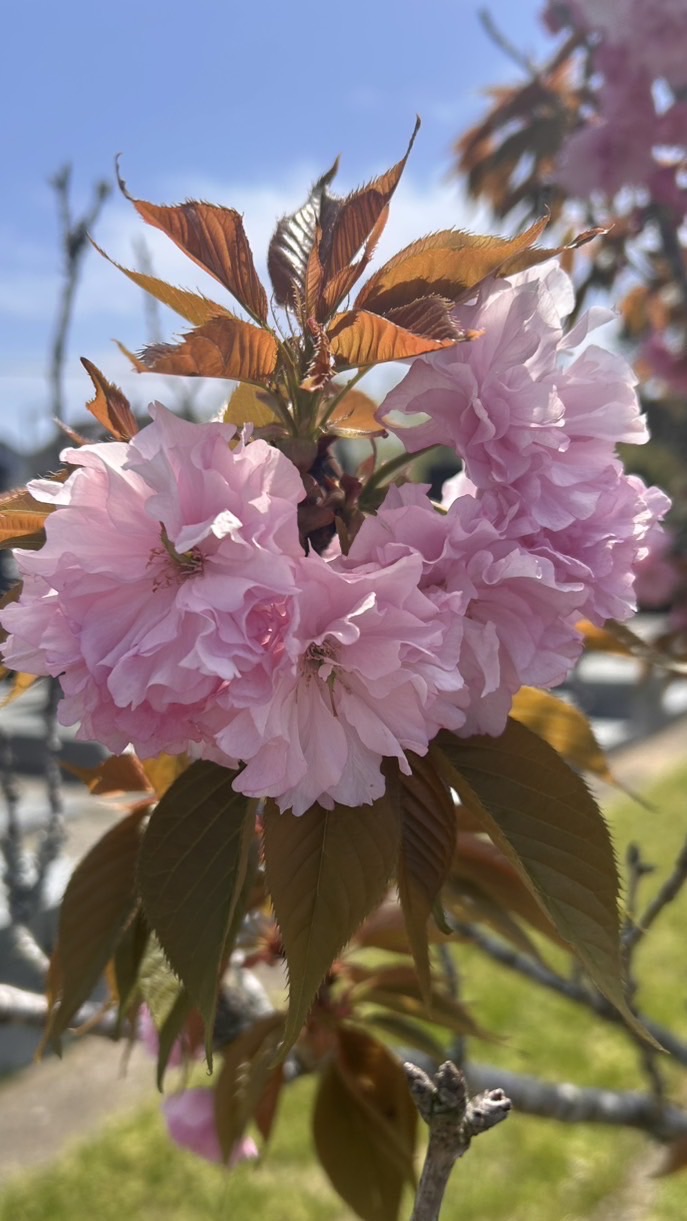 🌸学生限定🦉フクロウ学園🏫[雑談]