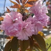 🌸学生限定🦉フクロウ学園🏫[雑談]