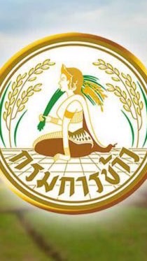 จ้างเหมากรมการข้าว