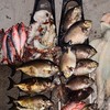 琉球漁獲交流