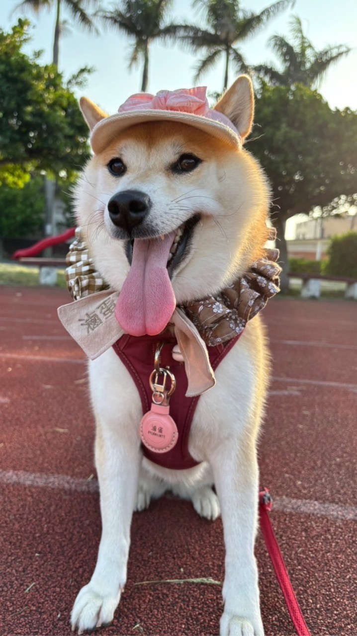 柴柴的點點滴滴