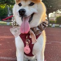 柴柴的點點滴滴