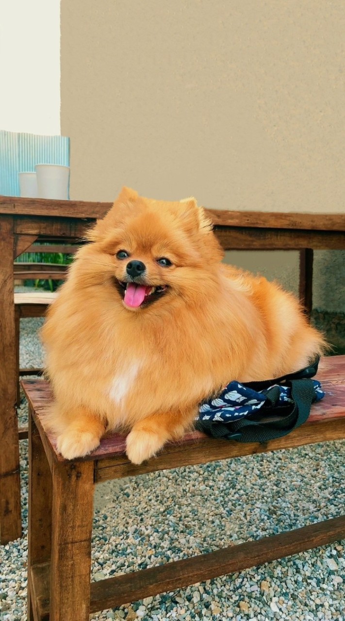 กลุ่มรักหมาปอม✨️🐶🫶🏻🌼🍃