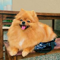 กลุ่มรักหมาปอม✨️🐶🫶🏻🌼🍃