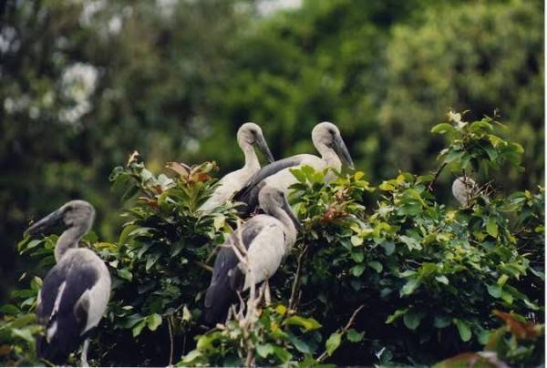 Hasil gambar untuk Suaka Burung Mangalavanam