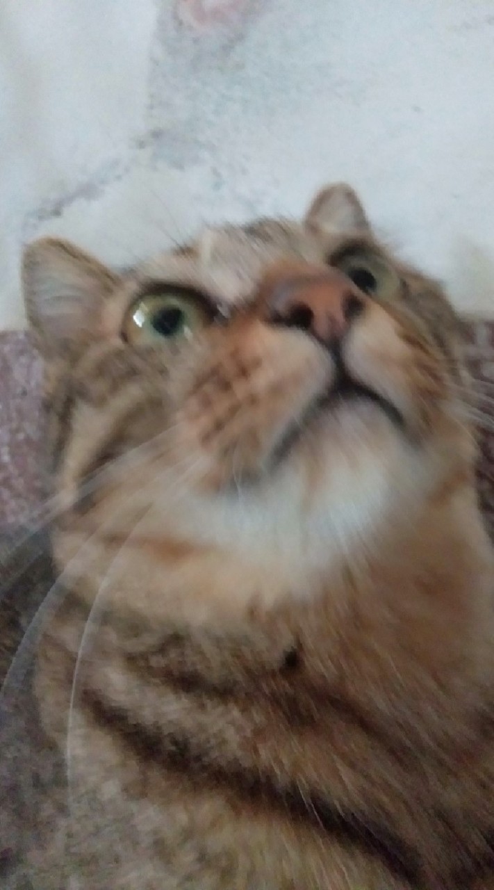 貓貓貓貓貓貓