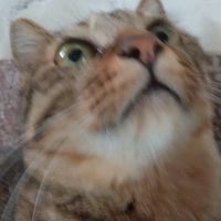 貓貓貓貓貓貓