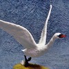 🦢老天鵝展翅高飛🦢