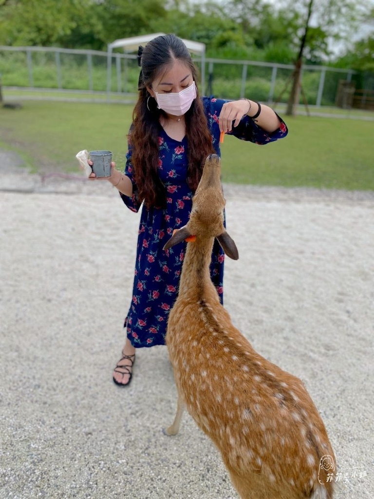 宜蘭景點 台版小奈良 斑比山丘梅花鹿 美美子みみこ咖啡廳