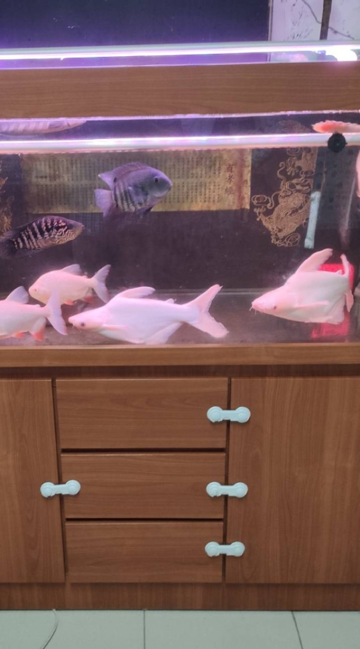 水族交流群