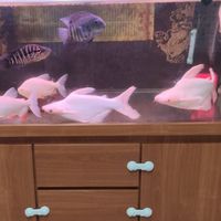 水族交流群