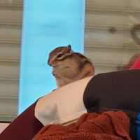 船橋市子育てママの会