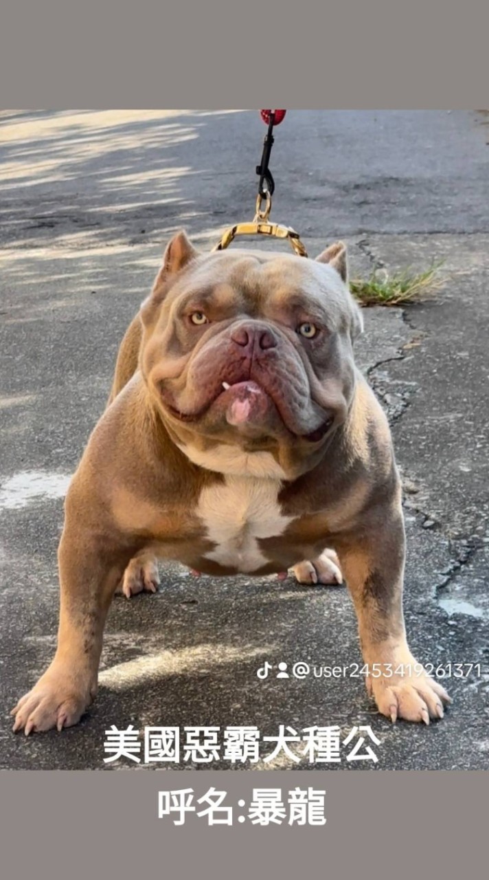 美國惡霸犬 買賣 互動 交流 平台