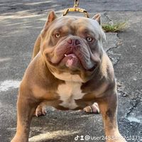 美國惡霸犬 買賣 互動 交流 平台