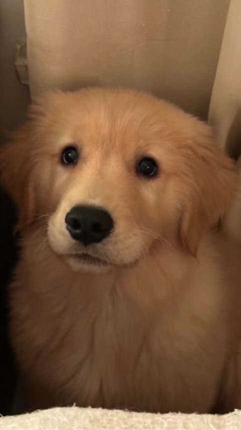 LUCY.FAMILY.DOG