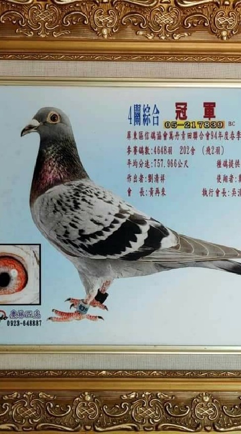 屏東劉氏低歸返率賽鴿欣賞