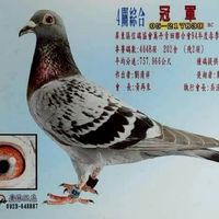 屏東劉氏低歸返率賽鴿欣賞